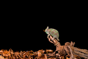 Yemen chameleon or Veiled chameleon (Chamaeleo calyptratus) on wooden branch - closeup with selective focus. Black background.