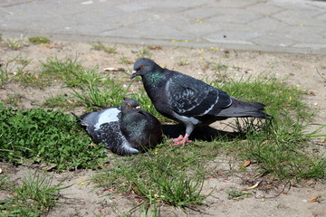 pigeons on the ground