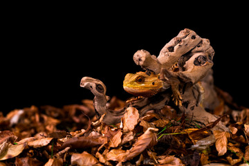 Bearded dragon (Pogona) - closeup with selective focus, Black background