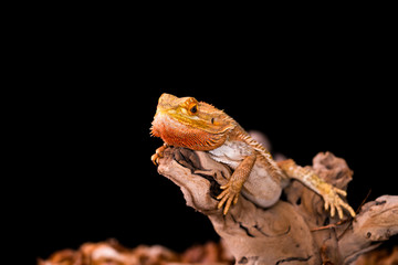 Bearded dragon (Pogona) on wooden branch - closeup with selective focus, Black background
