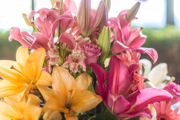 Colores de la naturaleza