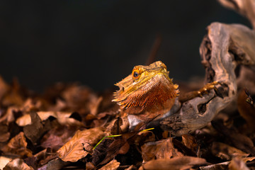 Bearded dragon (Pogona) on wooden branch - closeup with selective focus, Black background