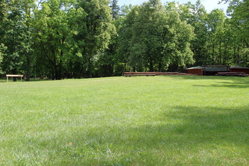 green glade forest sky summer
