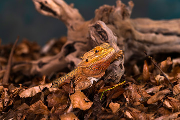 Bearded dragon (Pogona) - closeup with selective focus