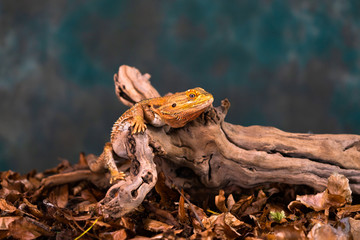 Bearded dragon (Pogona) on wooden branch - closeup with selective focus