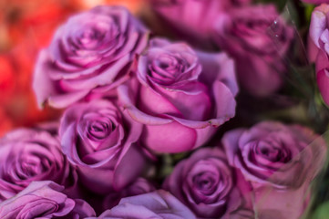 Flores y follajes 