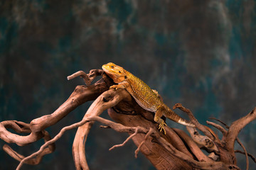 Bearded dragon (Pogona) on wooden branch - closeup with selective focus