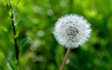 Close-up of ripe dandelion seeds ready to fly.