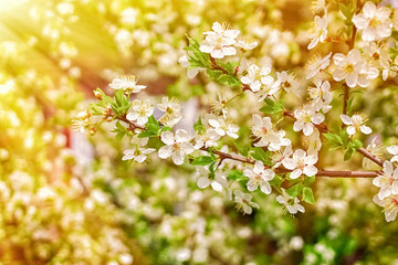 cherry blossoms on the background of flowering trees in the sun. spring floral background.