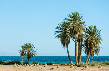 Naklejka na ściany i meble tall green palm trees on the shores of the Red Sea in Egypt Dahab