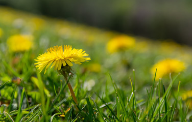  Nature,environment,forests and parks: beautiful yellow dandelions on a blurred background.
