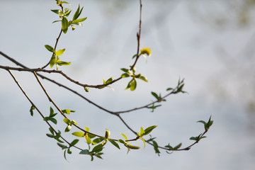 The branches with young leaves in spring