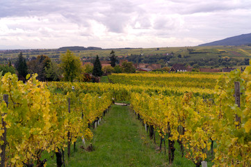 Naklejka premium Alsace vineyard in autumn in france with raws of vines