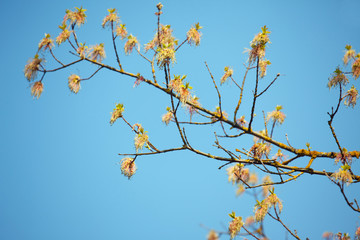 The branches with flowers and leaves against sky in spring