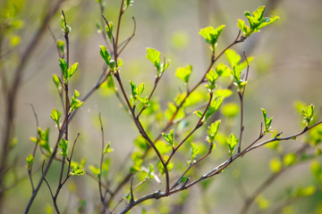 The branches with young leaves in spring