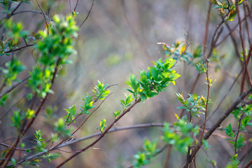 The branches with young leaves in spring