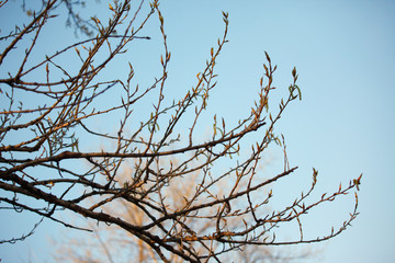 Fototapeta na wymiar The branches against sky in spring