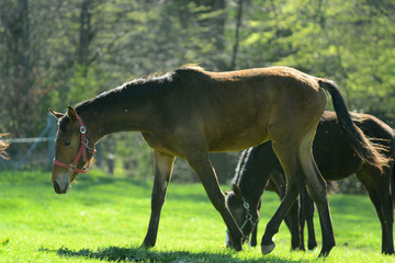 Pferde auf der Weide im Morgenlicht