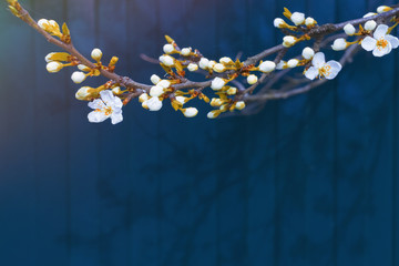 cherry blossoms on the background of a blue fence. blooming branch and shadows from it on the wall.