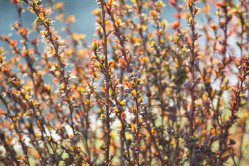 The branches of bush with young leaves