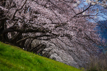 桜並木