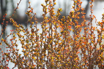 The branches of bush with young leaves