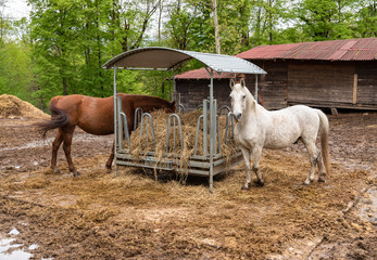 White horse outside that is eating hay in a farm stable.