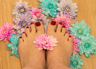 manicure with Burgundy gel varnish on the background of colored live chrysanthemums..