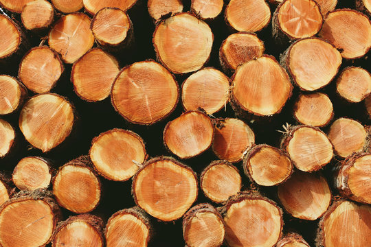 Stacked logs, freshly logged spruce, hemlock and fir trees,Pacific County
