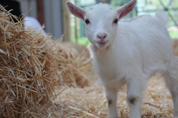 white young baby pgymy goat kid playing in a barn