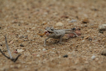 Chamelion in swakobmund