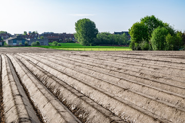  Field, farm, cultivation and agricultural concept: view of a plowed field on the farm, prepared for planting vegetables.