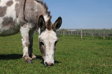 a mediterranean miniature donkey