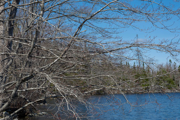 Obraz premium Spring along Lake shore