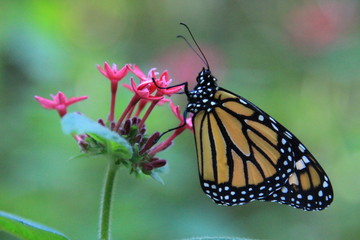 Monarchfalter auf Blume