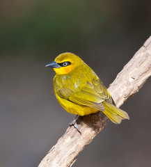 Female Back-necked Weaver (Ploceus nigricollis brachypterus) perched on a branch in a Gambian dry forest along the coast