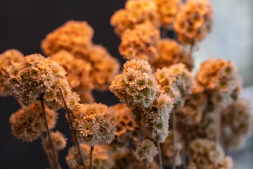 white allium  bouquet