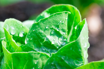 Mini green cos salad vegetable grow in plot