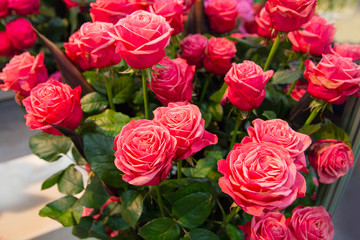 Red beautiful roses in the store. Flowers