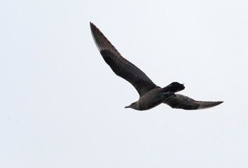 Dark phase Arctic Skua (Stercorarius parasiticus) in flight off the southern coast in England in autumn.
