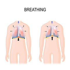 Breathing. Movement of ribcage during inspiration and expiration. diaphragm functions. - obrazy, fototapety, plakaty