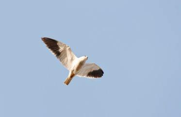 Black-winged Kite (Elanus caeruleus) in flight seen from below in the Gambia.