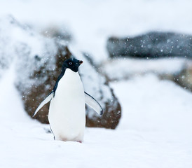 Fototapeta premium Adelie Penguin (Pygoscelis adeliae) standing in a snow-covered Antarctica during late Antarctic summer.