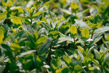 Fototapeta na wymiar Fresh mint garden in the sunlight. Close up photo.