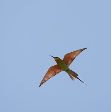 Adult African Blue-cheeked Bee-eater (Merops persicus chrysocercus) wintering in the Gambia.