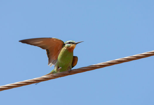 Adult African Blue-cheeked Bee-eater (Merops persicus chrysocercus) wintering in the Gambia. Perched on a wire.