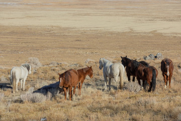 Naklejka na ściany i meble Herd of Wild Horses in Winter