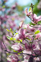 Flowers of magnolia in botanical garden of Kyiv, Ukraine