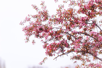Some branches in pink blossom on white background.