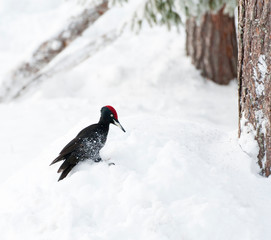Black Woodpecker (Dryocopus martius) in Finnish taiga forest near Kuusamo during a cold winter. Landing in the snow near some pine trees.